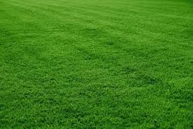 Lawn Grass