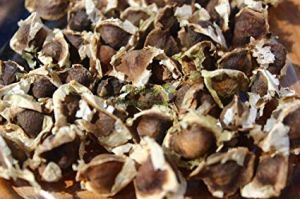 Organic Moringa Seeds