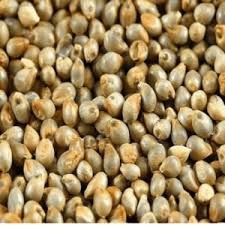 Natural Millet Seeds