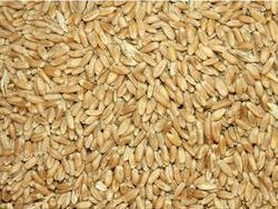 Organic Wheat Seeds