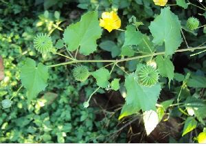 Abutilon Indicum Leaf