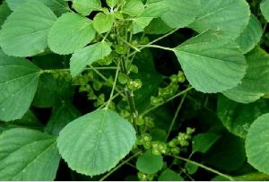 Acalypha indica Leaf