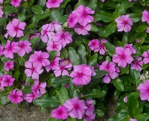 Periwinkle Flower