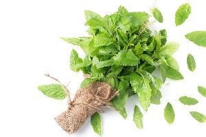 Fresh Tulsi Leaves