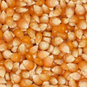 natural maize seeds