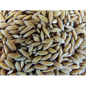 natural paddy seeds