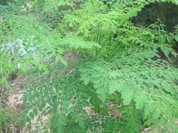 moringa plants