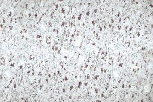 white galaxy granite slab