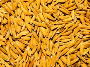 dry Paddy grain