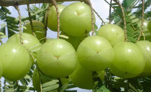 Amla Cultivation