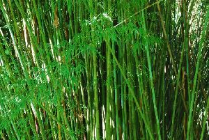 Bamboo Cultivation