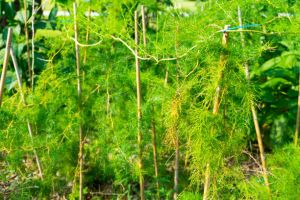 Shatavari Cultivation