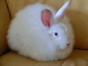 Angora Rabbit Meat