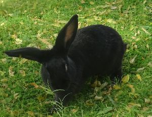 Black Brown Rabbit Meat