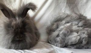 British Angora Rabbit Wool