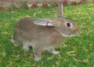 Grey Giant Rabbit Meat