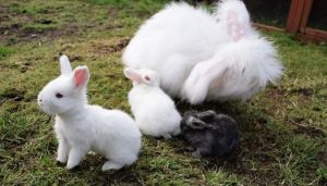 Russian Angora Rabbit Wool