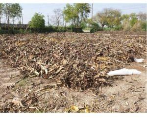 Organic vermicompost