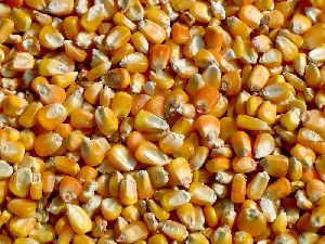 natural maize seeds