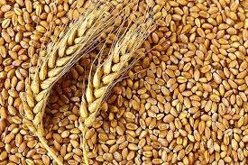 natural wheat seeds