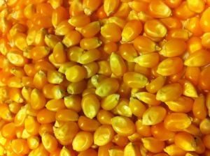 Raw Maize Seeds