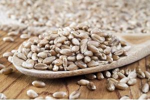 Raw Wheat Seeds