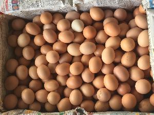 Brown Eggs