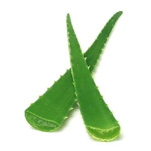 Fresh Aloe Vera Leaves