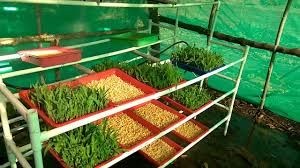 Hydroponics Tray