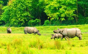 Guwahati to Kaziranga Taxi Service