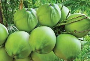 Fresh Tender Coconut