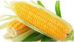 Hybrid Yellow Maize