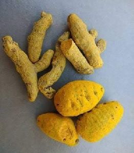 dried turmeric finger