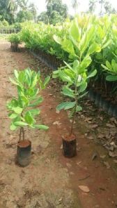 Cashew Plants