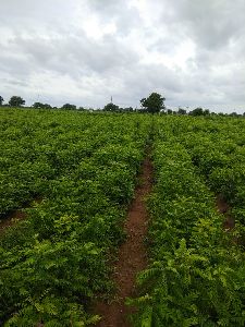 Curry Leaves