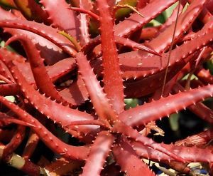 Natural Red Aloe Vera Leaves