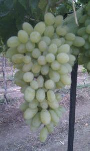 fresh white grapes