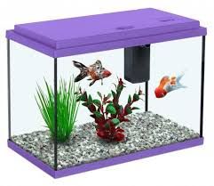 Small Fish Aquarium