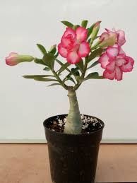 adenium plant