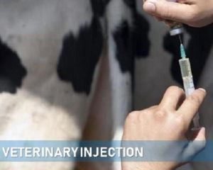 Veterinary Injections