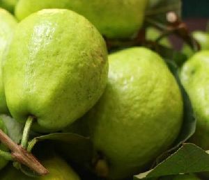 Fresh Guava