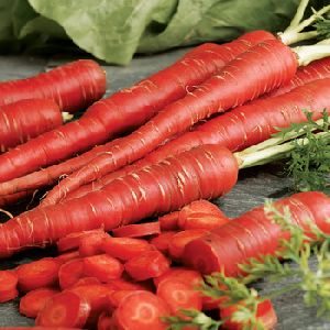 Fresh Red Carrot