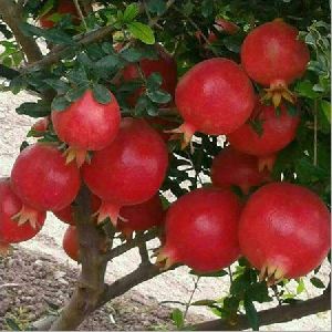 Fresh pomegranate