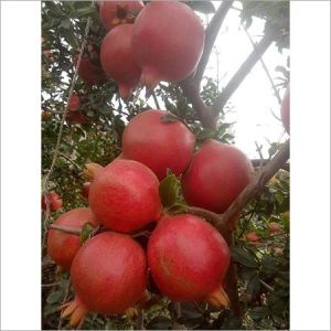 Natural Pomegranate