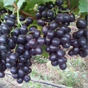 Organic Black Grapes