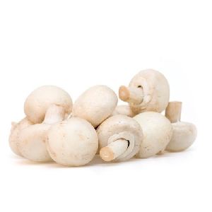 fresh white mushroom