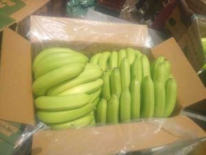 G9 Cavendish Banana