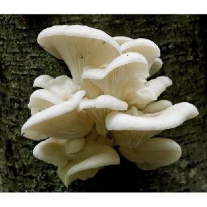 Oyster Mushroom Spawn