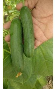 Seedless cucumber