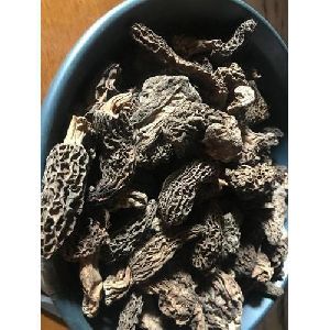 morel mushroom